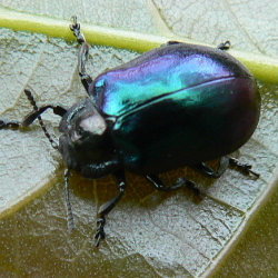 Oreina cacaliae Oreina cacaliae